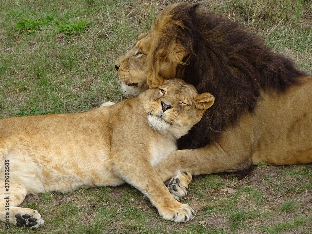 lion, animal, lionne, faune, chat, sauvage, carnassiers, felidae, jardin zoologique, mammifère, prédateur, nature, cub, safari, grand, jeune, fourrure, roi, joli, chasse, fauve lion, animal, lionne, faune, chat, sauvage, carnassiers, felidae, jardin zoologique, mammifère, prédateur, nature, cub, safari, grand, jeune, fourrure, roi, joli, chasse, fauve