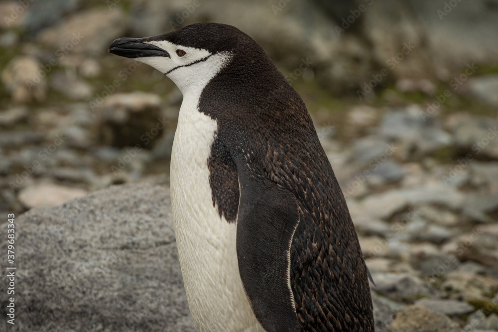 Fototapeta premium Chinstrap penguin (Pygoscelis antarcticus), Antarctica