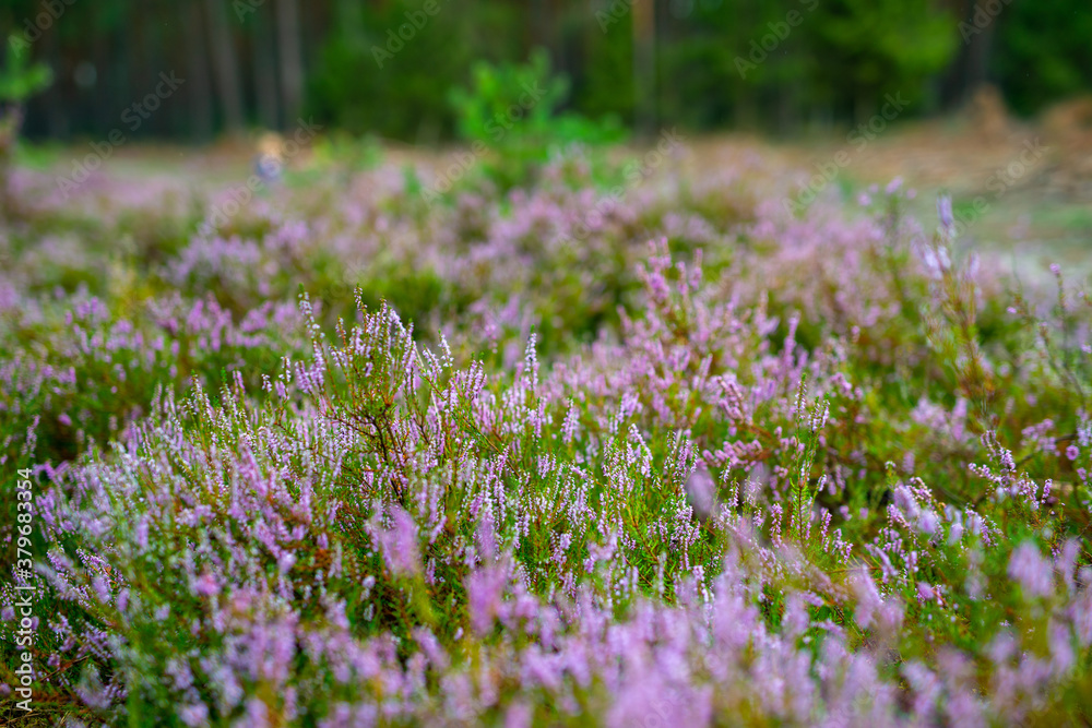 Naklejka premium Blossoming Heather on the meadow. Forest area