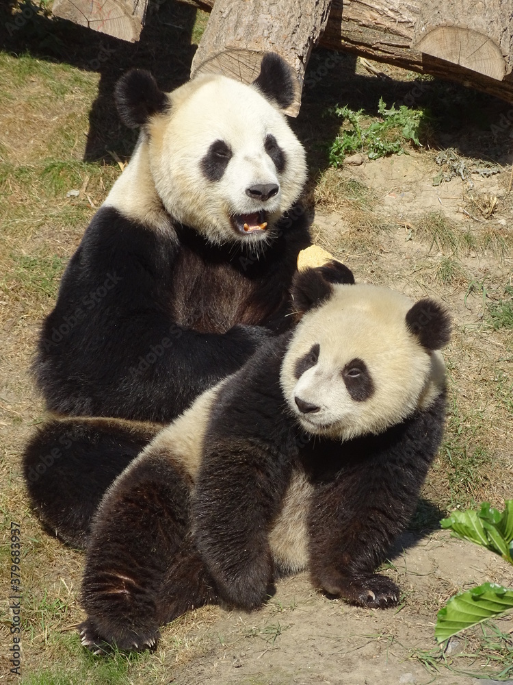 Fototapeta premium panda, ours, animal, chine, geantes, bambou, jardin zoologique, mammifère, compromettre, faune, joli, noir, panda géant, blanc, nature, sauvage, asie, mangeant, rare, fourrure, arbre, espèce, parc