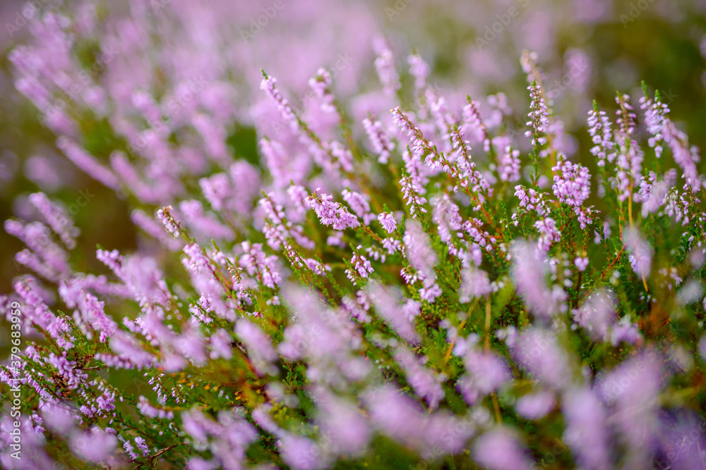 Fototapeta premium Blossoming Heather on the meadow. Forest area