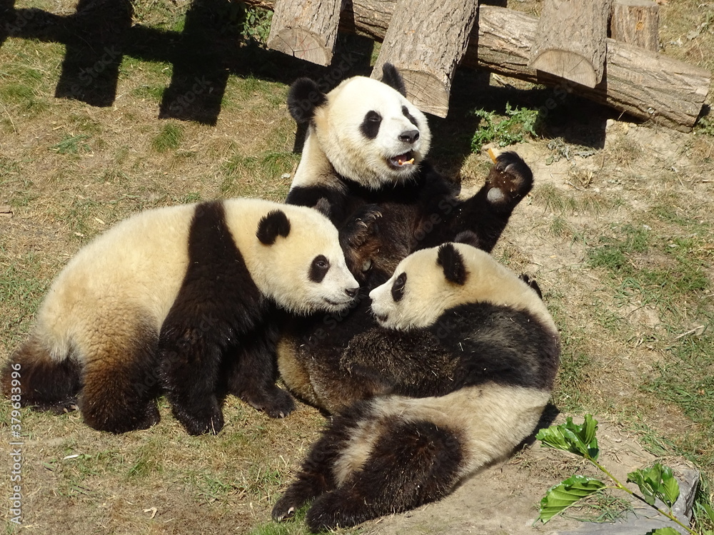 Fototapeta premium panda, ours, animal, chine, bambou, geantes, jardin zoologique, mammifère, compromettre, joli, nature, noir, faune, panda géant, blanc, asie, mangeant, sauvage, rare, fourrure, arbre, gras, espèce, ma