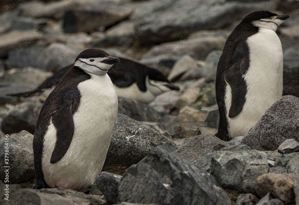 Naklejka premium Chinstrap penguins (Pygoscelis antarcticus), Antarctica