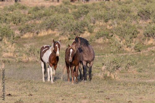 Herd of Wild Horses inthe Utah Desert
