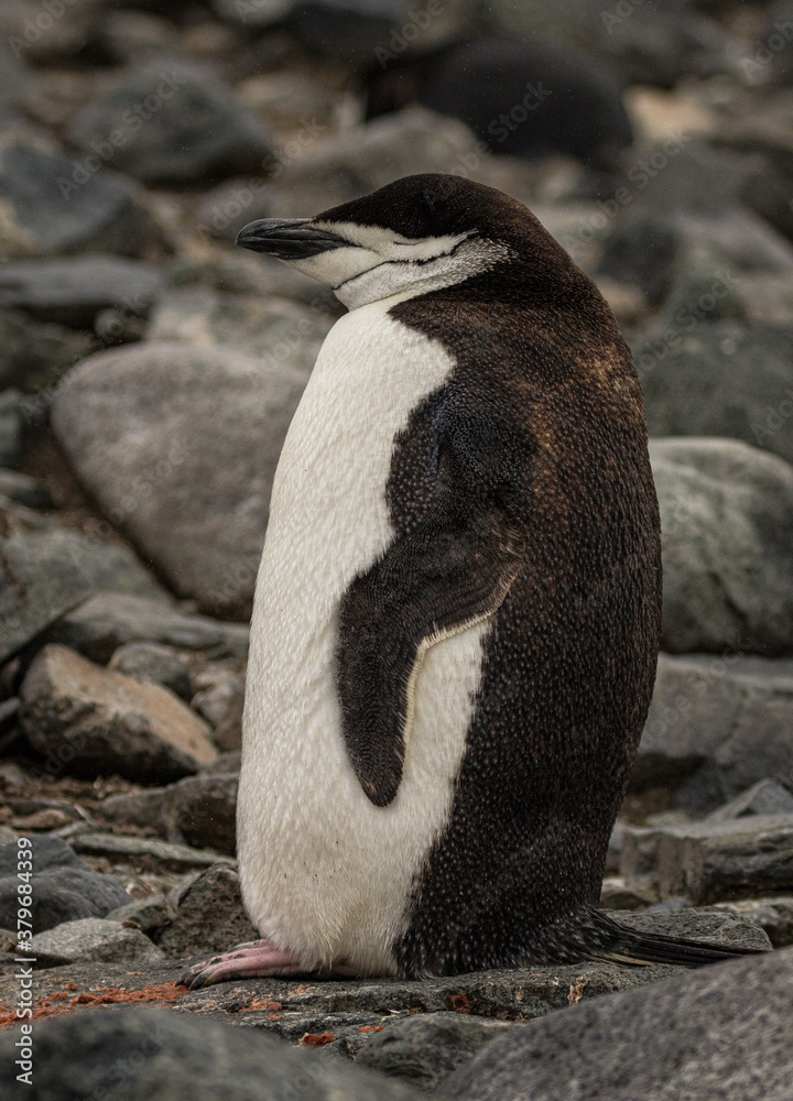 Fototapeta premium Chinstrap penguin (Pygoscelis antarcticus), Antarctica
