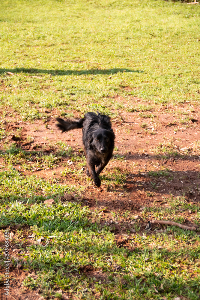 Black dog coming happy to meet us Black dog coming happy to meet us