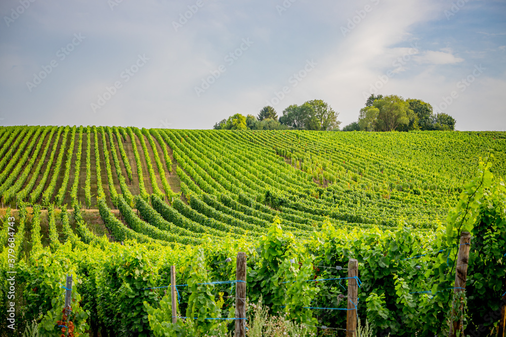 Vignobles d'Alsace
