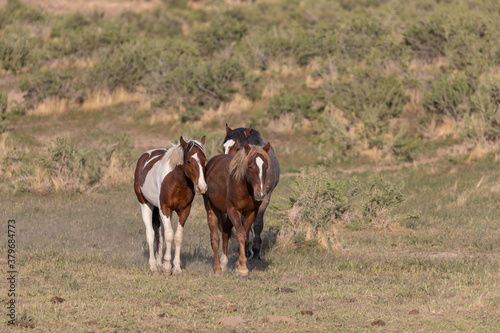 Herd of Wild Horses inthe Utah Desert © natureguy