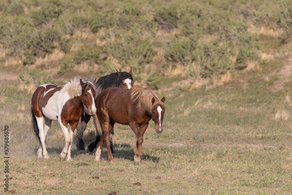 Herd of Wild Horses inthe Utah Desert Herd of Wild Horses inthe Utah Desert