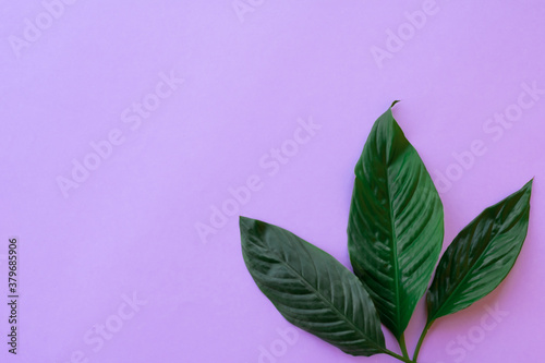 Botanical layout with copy space. Large green leaves on blank purple background for text. Materials for designers