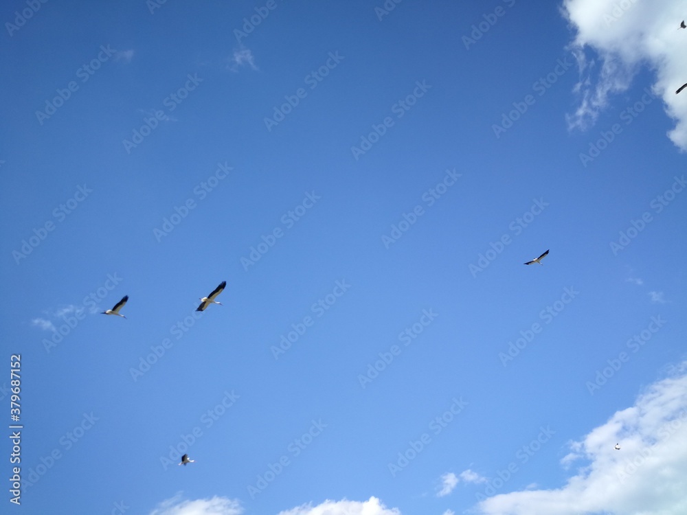 birds in the sky birds in the sky