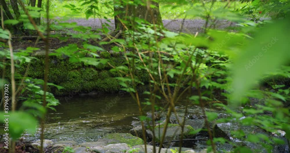 Creek in the forest zooming out