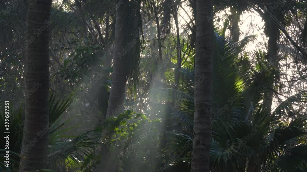 Sunbeam shines through jungle vegetation on paradise island Sunbeam shines through jungle vegetation on paradise island