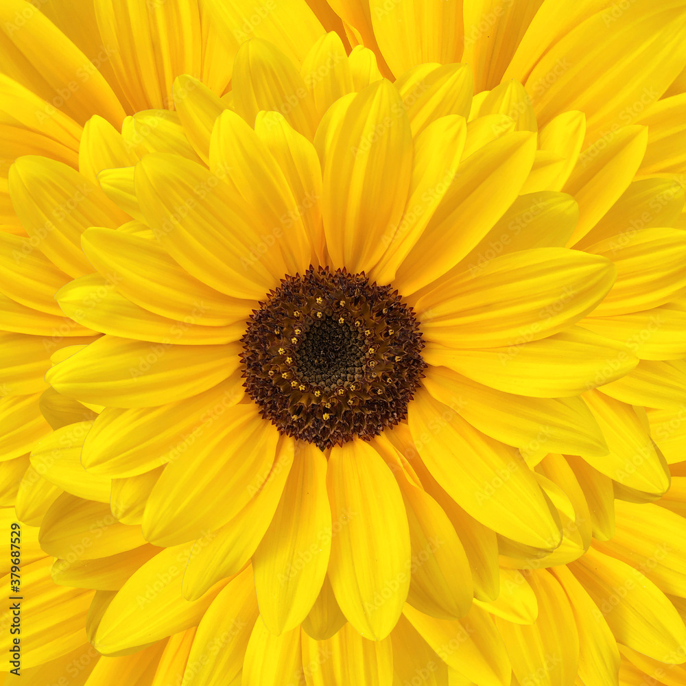 Yellow sunflower on yellow background, square Yellow sunflower on yellow background, square