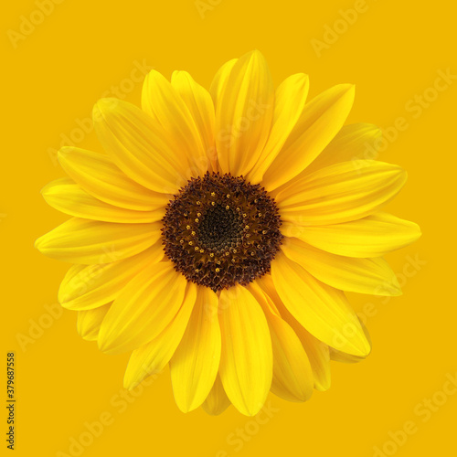 Yellow sunflower on yellow background  square