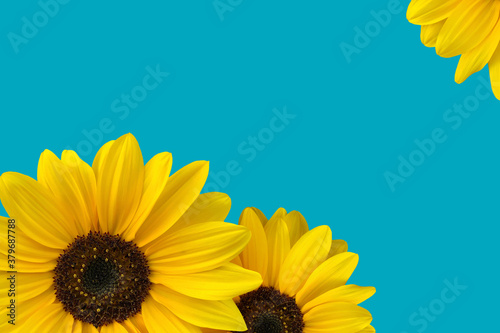 Card with sunflower blossoms on a blue background with copy space