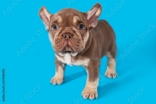 Fototapeta Naklejka Na Ścianę i Meble -  Small puppy of french bulldog on blue background