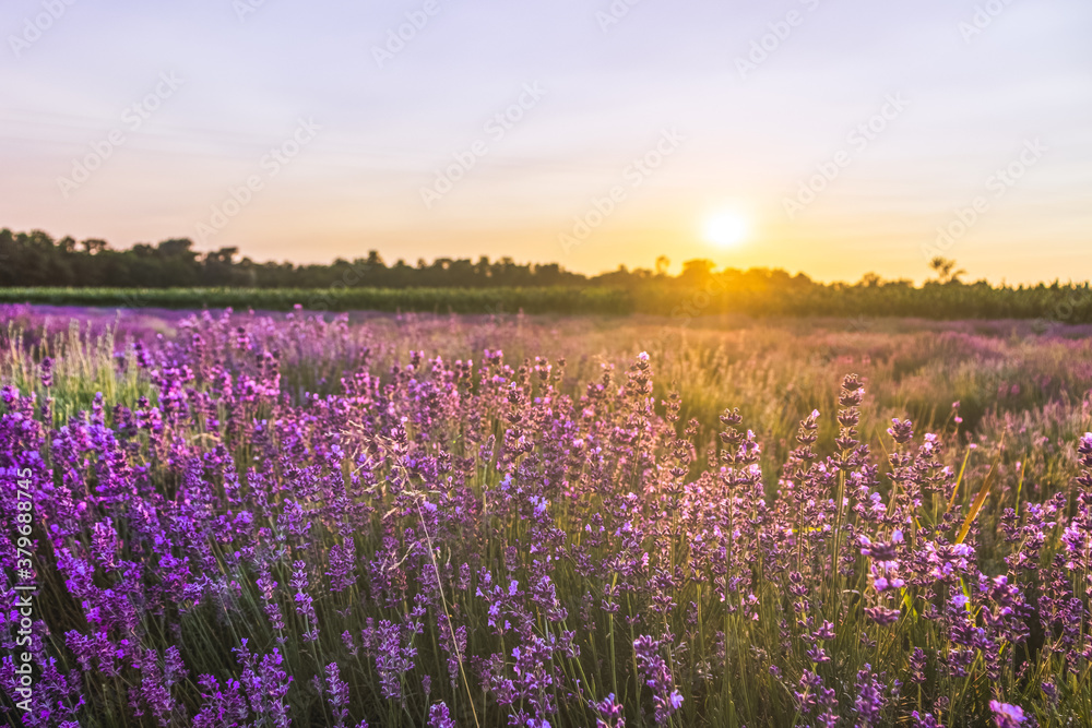 Beautiful landscape of lavender field with setting sun and orange sky