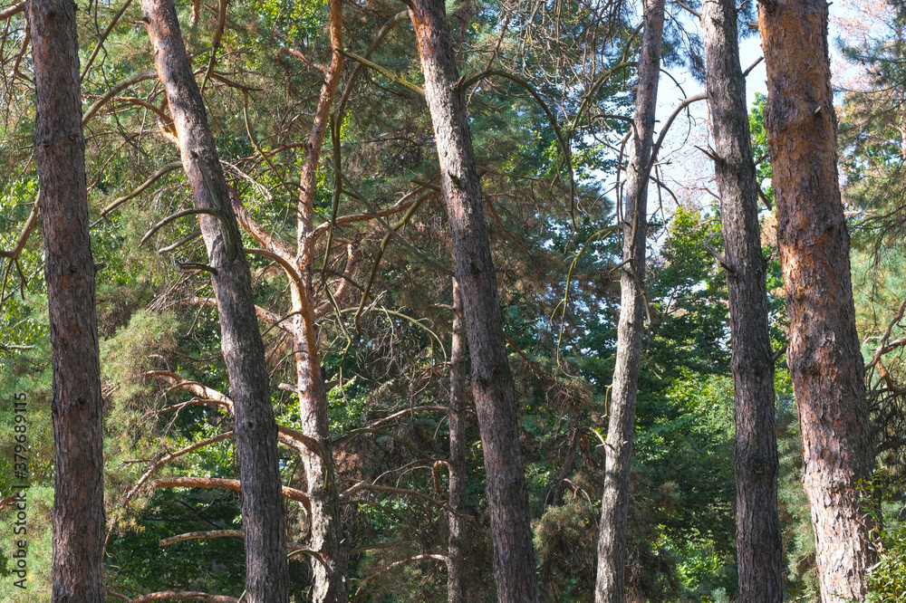 Naklejka premium Nature background forest