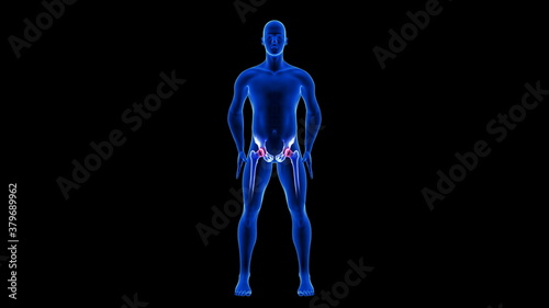 Hip Pain illustration. Blue Human Anatomy Body 3D Scan render on black background