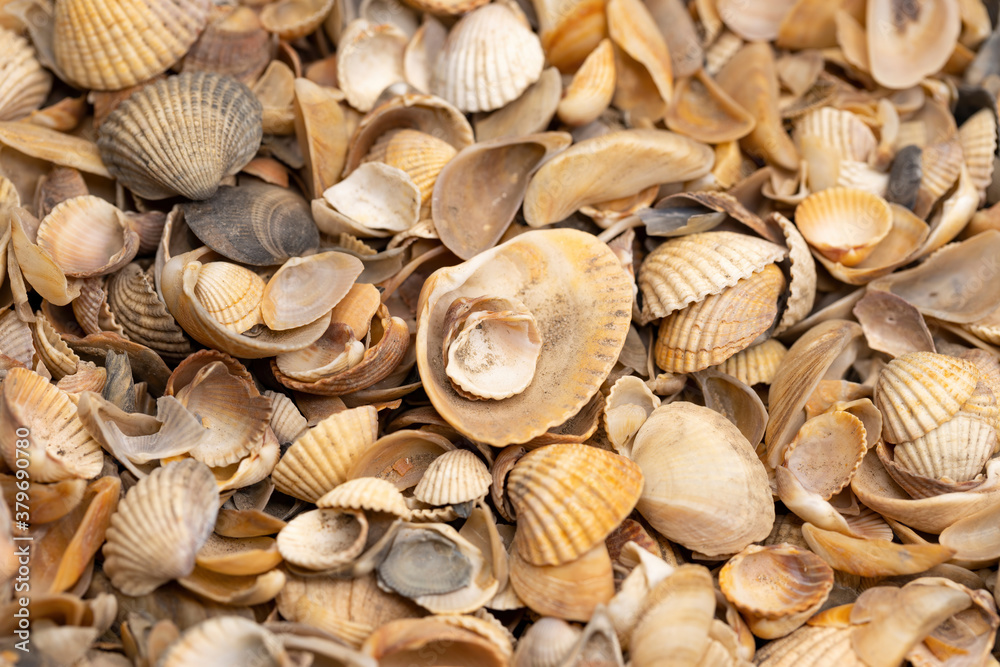 Sea shells background. Macro shot. Selective focus.