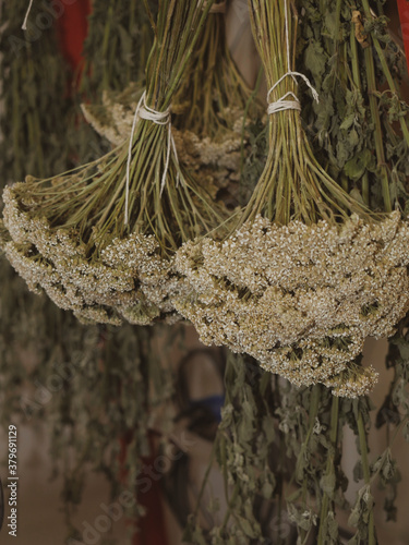 Queen Anne's lace hanging to dry
