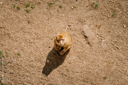 Macaque alone sitting on dry ground and looking to the camera. Macaca monkey top view in drought climate. Global warming animals suffering. Gibraltar ape sitting alone.