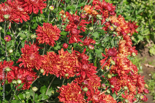 Beautiful garden blooming chrysanthemum