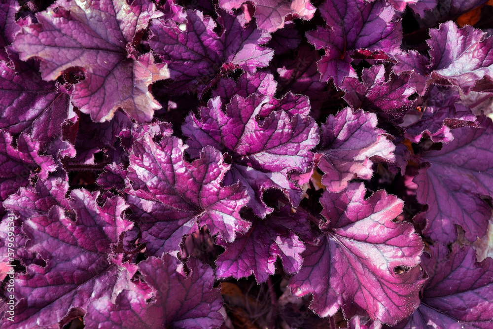 Purple leaves of ornamental plant Heuchera hybrid (Heuchera x hybrida Purple leaves of ornamental plant Heuchera hybrid (Heuchera x hybrida