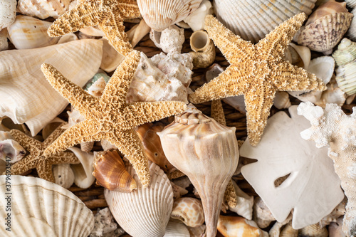 Seashell collection from Sanibel Island