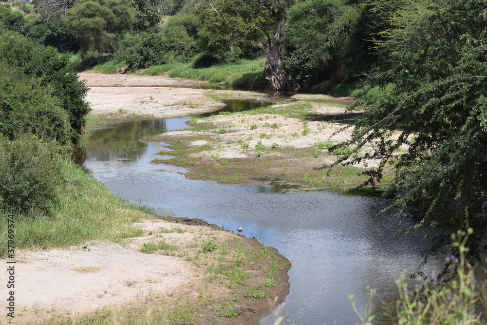 Fototapeta premium Tanzânia Safari