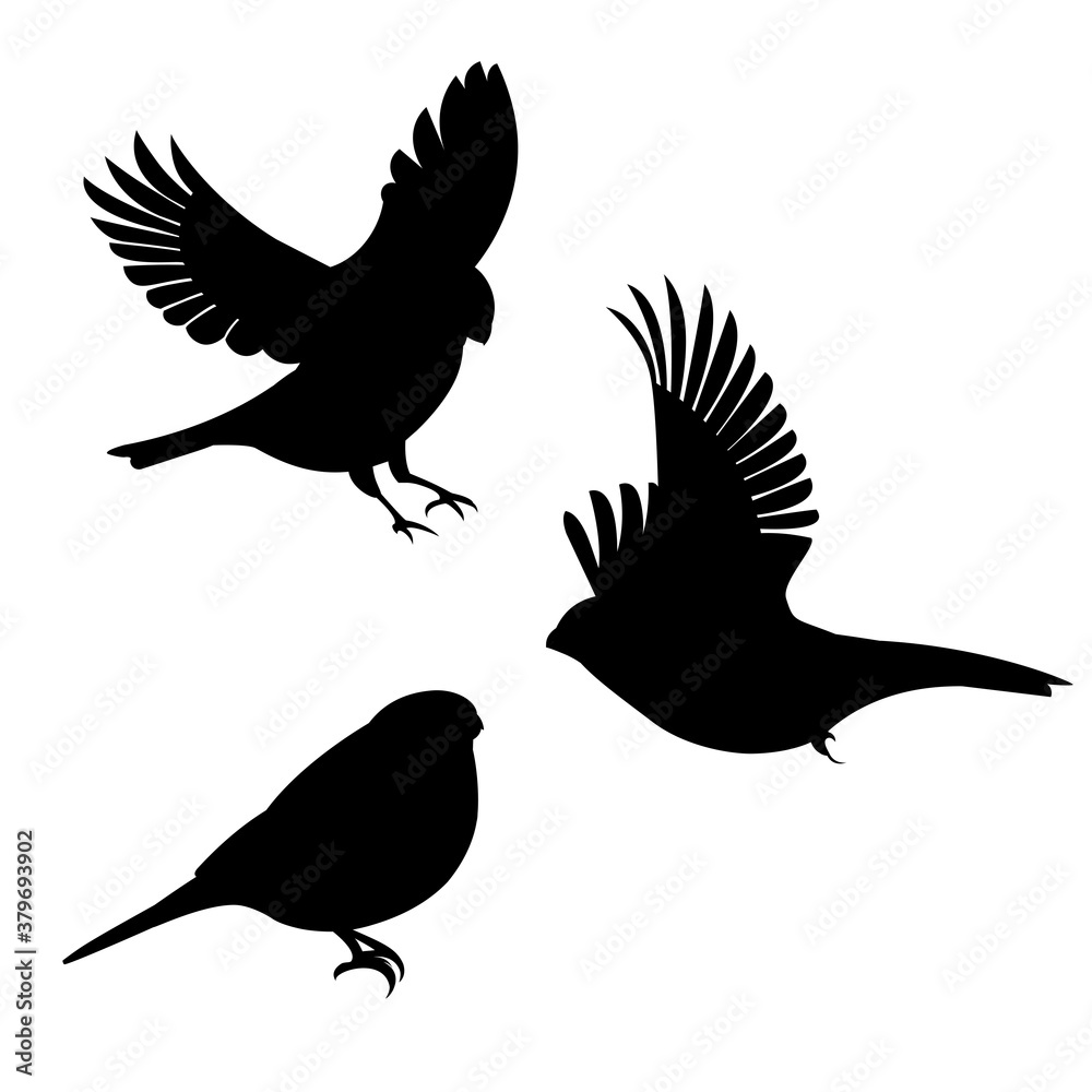 Obraz premium Three silhouettes of a flying and standing bullfinch