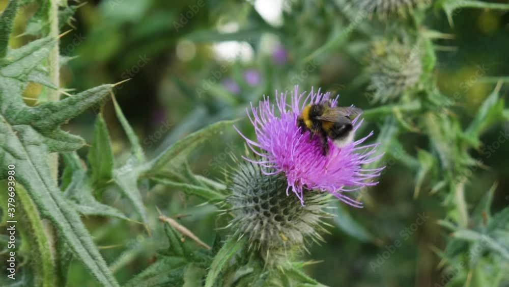 bee collects nectar from purple flower bee collects nectar from purple flower
