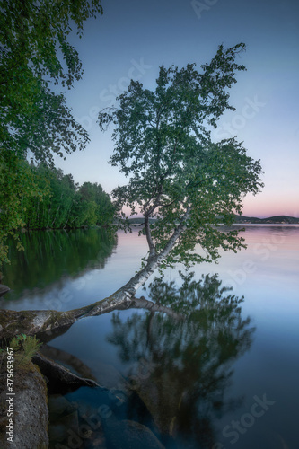 bow birch