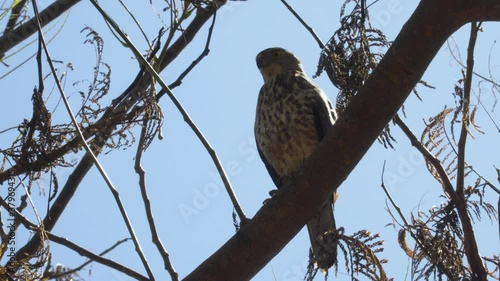 Fiji Goshawk perched in tree hunting for prey, Accipiter rufitorques photo