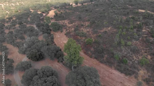 Aerial footage surrounding a big tree in a typical mediterranean forest. photo