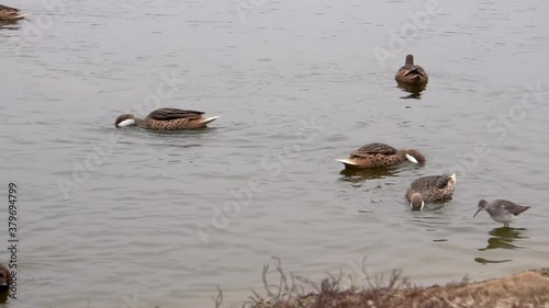 White-cheeked Pintail Duck and Andean Duck feeding in a pond slow motion photo