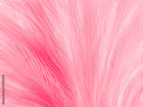 Beautiful abstract gray and pink feathers on white background   white feather frame texture on pink pattern and pink background