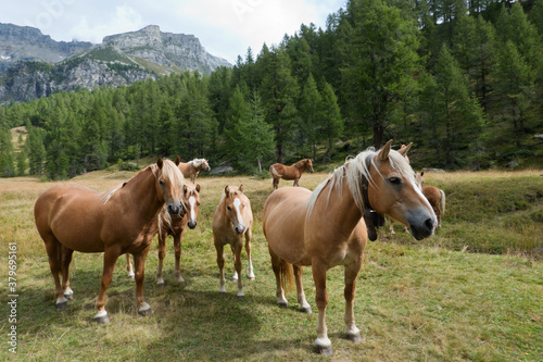 Herd of free ranging horses, some with bells, in alpine landscape © Matauw
