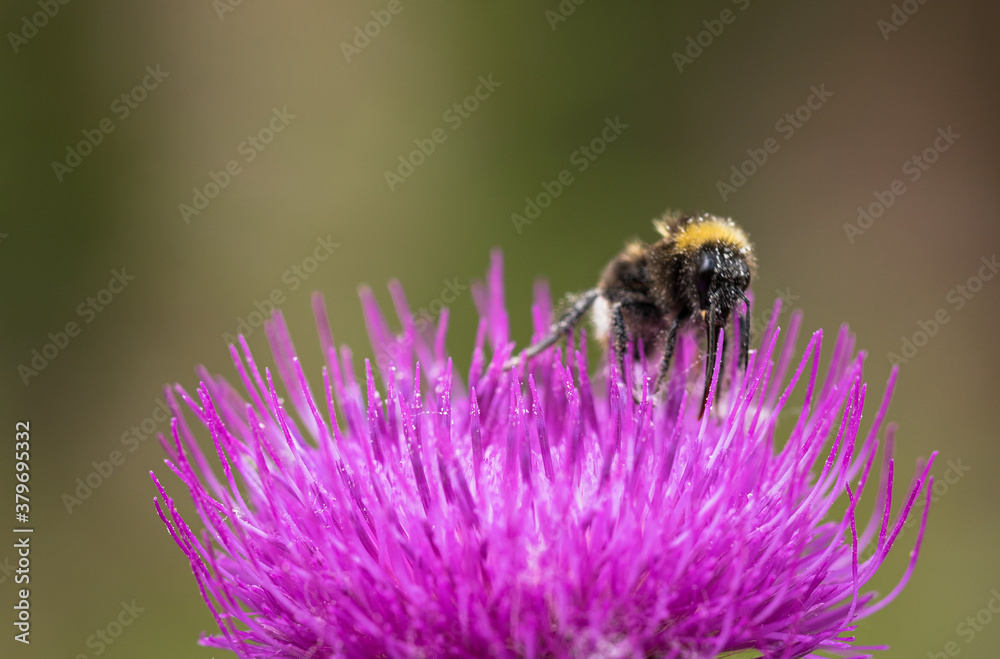 lila Alpdistel mit Hummel Stock Photo | Adobe Stock