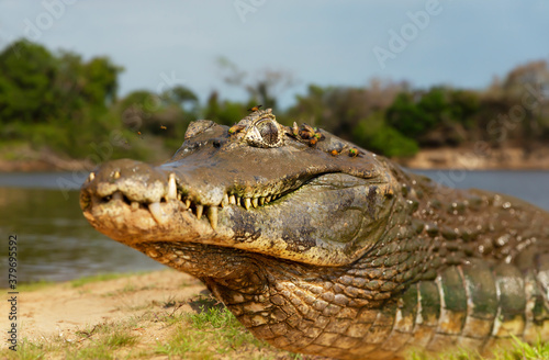 Close up of a Yacare caiman on a sandy river bank