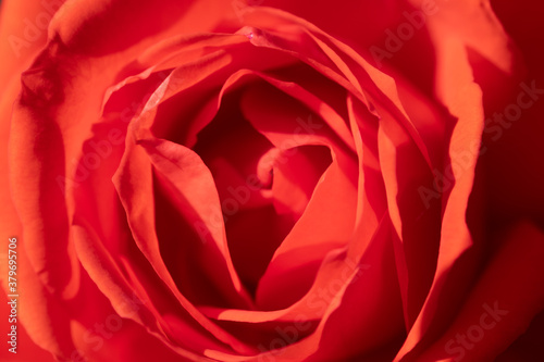 close up macro texture of a red rose