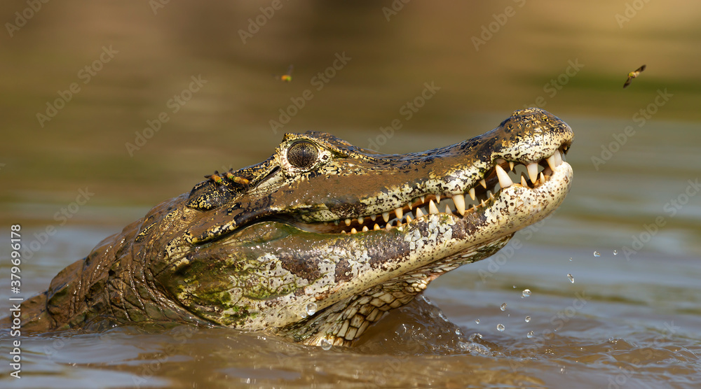 Close up of a Yacare caiman in water Close up of a Yacare caiman in water
