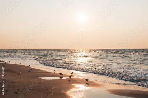 Sunset on the baltic sea with seagulls. Summer time. Golden hour