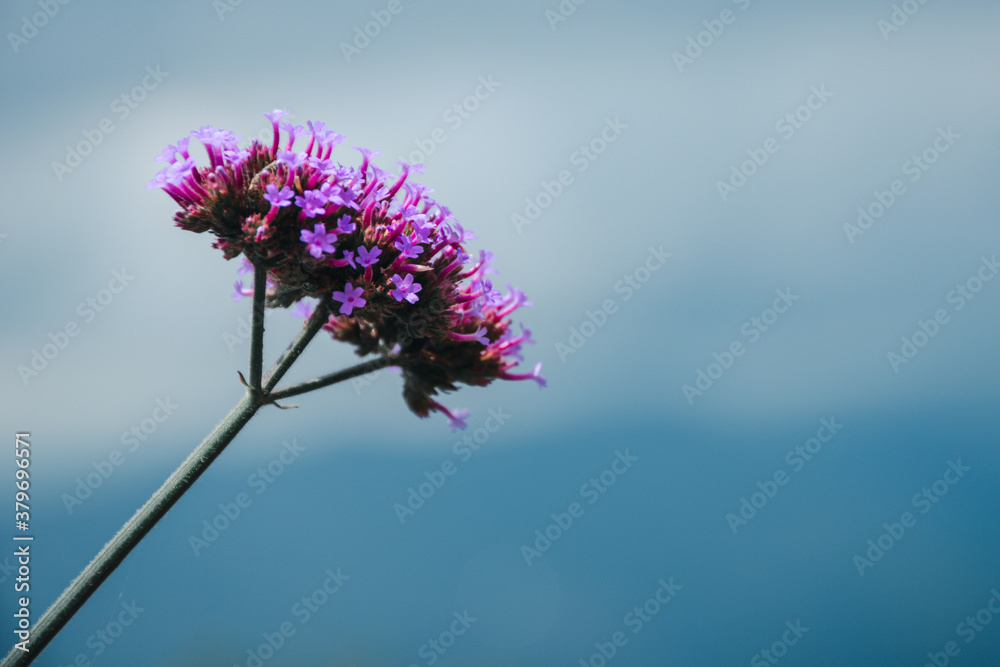 Obraz premium Purple flowers in the nature background after rainy, Soft focus the beautiful violet flower in the garden.
