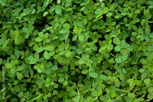 Fresh green grass, green grass texture or background. Natural green grass background. Fresh lawn top view.