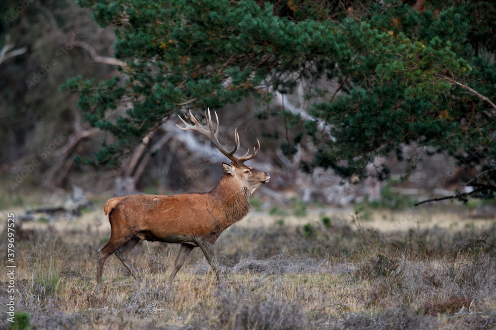 Obraz Red deer stag in the rutting season walking on a heath field in the forest of National Park Hoge Veluwe in the Netherlands