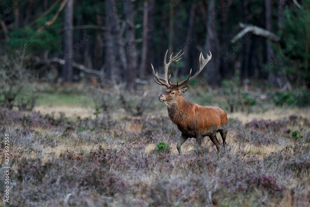 Fototapeta premium Red deer stag in the rutting season walking on a heath field in the forest of National Park Hoge Veluwe in the Netherlands