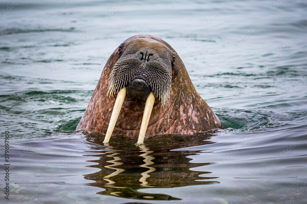 Obraz premium Female walrus looks at camera