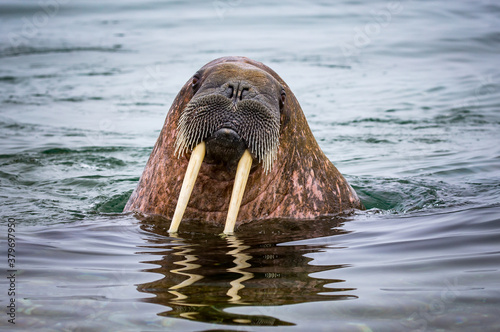 Female walrus looks at camera photo
